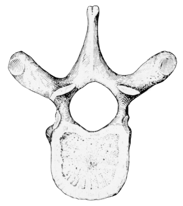 Грудные позвонки тип кости. 12ой грудной позвонок. Позвонок вид сверху и сбоку.